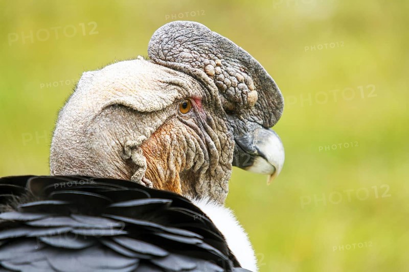 Andean condor (Vultur gryphus), Condor male perched on a rock, Portrait, Close-up, Cotopaxi national park, Cotopaxi, Napo and Pichincha provinces, Ecuador, South America