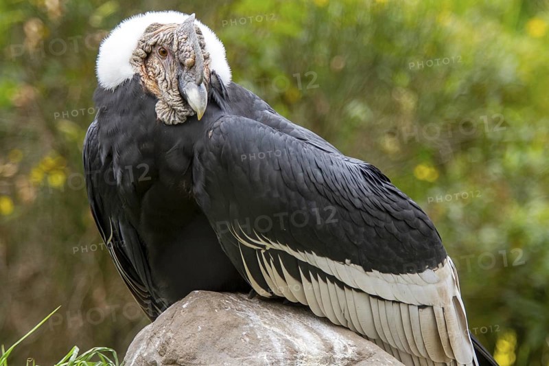 Andean condor (Vultur gryphus), Condor male perched on a rock, Cotopaxi national park, Cotopaxi, Napo and Pichincha provinces, Ecuador, South America