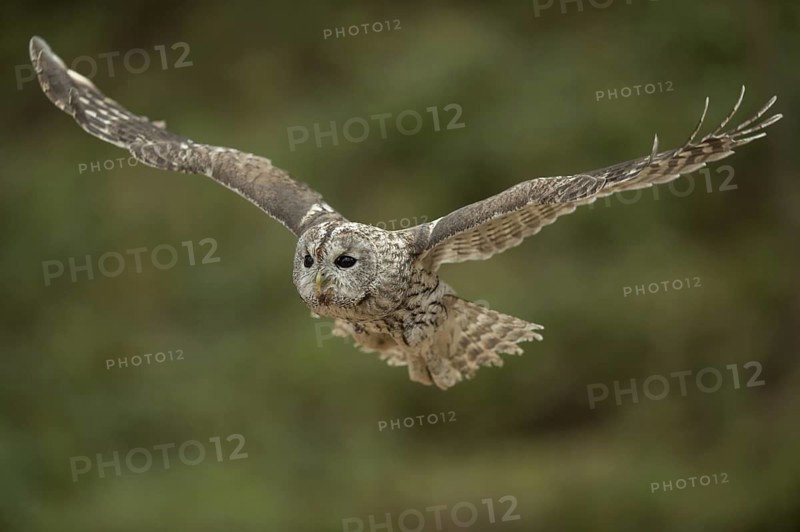 In flight... Tawny owl (Strix aluco), flying owl, hunting owl, gliding flight, side frontal detailed shot in clear light, wide outstretched wings, the dense, velvety plumage with the comb-like wing tips enables tawny owls to fly almost silently, native nature, Germany, Western Europe