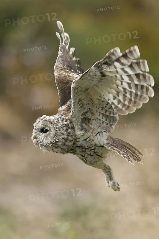 In flight... Tawny owl (Strix aluco), flying owl, the dense, velvety plumage with the comb-like wing tips enables tawny owls to fly almost silently, owl, owlet in its natural environment, harmonious colours, detailed image, native nature, North Rhine-Westphalia, Germany, Western Europe