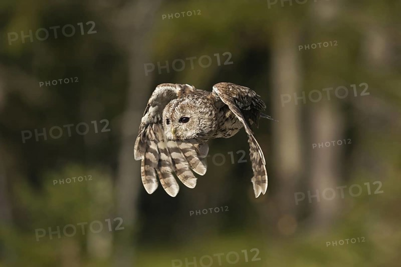 On the hunt... Tawny owl (Strix aluco) in fast flight, flapping flight, flying owl, owl, owlet, native nature, North Rhine-Westphalia, Germany, Western Europe