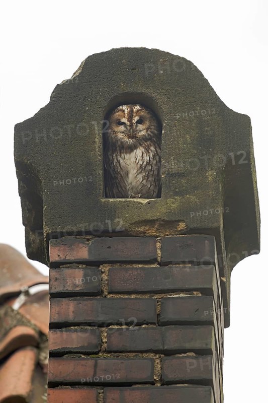 In an old chimney... Tawny owl (Strix aluco), typical picture, sits protected in its nest in an old chimney, tawny owls often use chimney openings as a daytime nest, daytime hiding place, often get into danger, wildlife, native nature, North Rhine-Westphalia, Germany, Western Europe