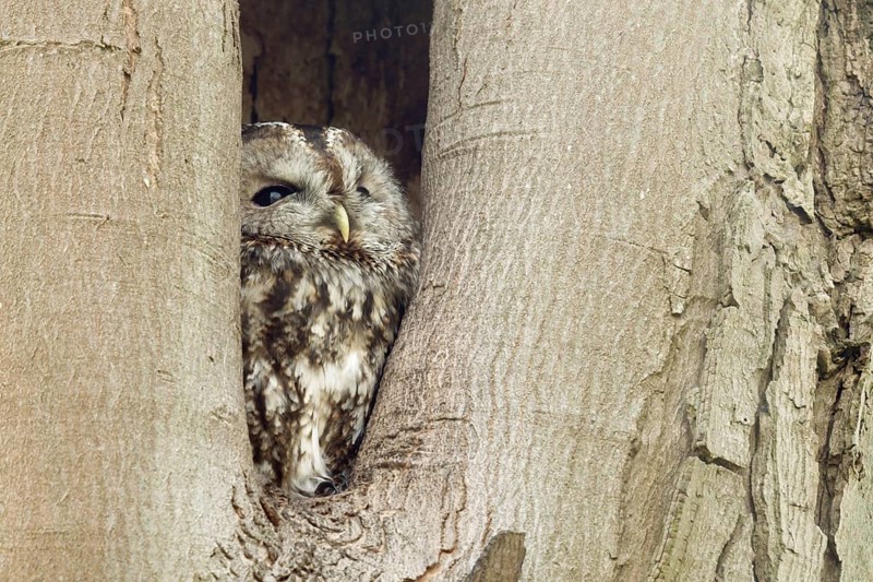In its cave... Tawny owl (Strix aluco), nocturnal owl spends the day in a natural cavity in a tree, hides, looks out, looks up to the sky to see if there is any danger, native nature, Rhineland, North Rhine-Westphalia, Germany, Western Europe