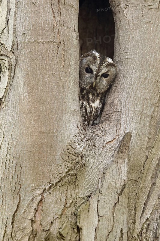 Who's looking... Tawny owl (Strix aluco), native, generally known owl looks out of its natural cave, tree cave, breeding cave, looks after the right, checks surroundings, control view, native nature, Rhineland, North Rhine-Westphalia, Germany, Western Europe