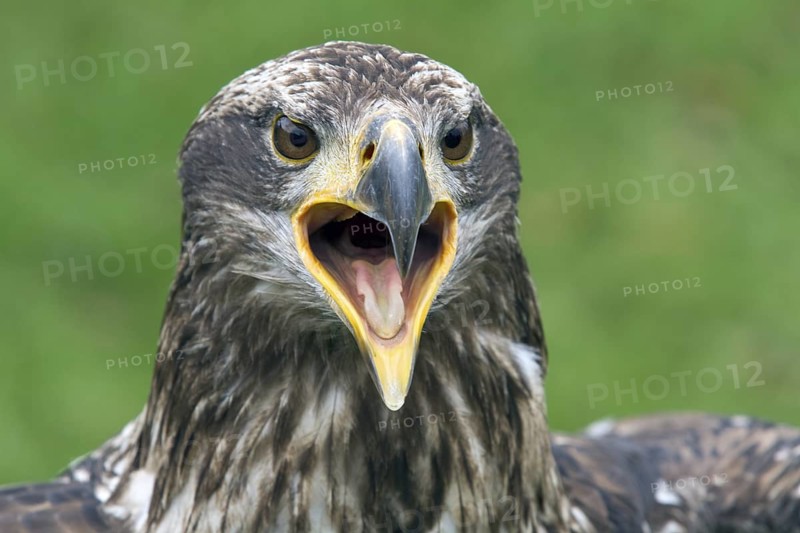 Black chested buzzard, Geranoaetus melanoleucus, Immature female perched on a tre, Open beak, Close-up, Imbabura province, Ecuador, South America