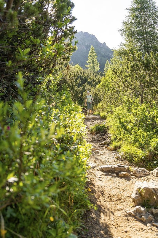 Hikers on a lightly overgrown path in a sunny forest landscape, hike to the Schlehrn, Alpe di Siusi, Dolomites, South Tyrol, Italy