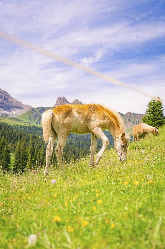 Foal eating grass in a meadow with flowers, surrounded by peaceful nature and mountains, hike to the Schlehrn, Alpe di Siusi, Dolomites, South Tyrol, Italy