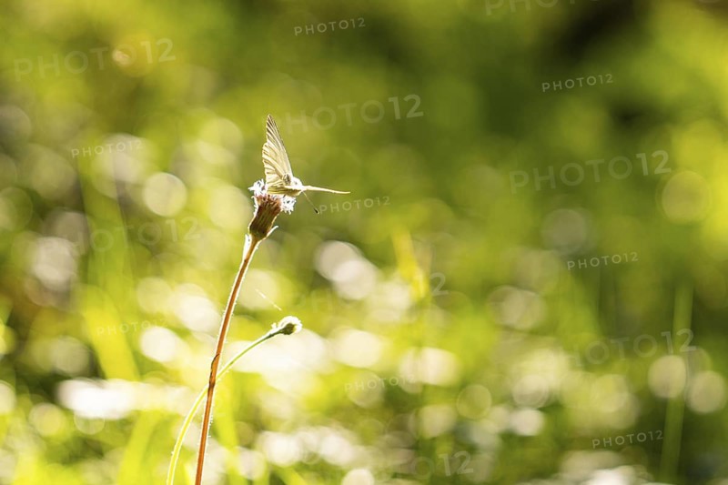 Butterfly resting on plant, surrounded by soft bokeh light in the greenery, hike to the Schlehrn, Alpe di Siusi, Dolomites, South Tyrol, Italy