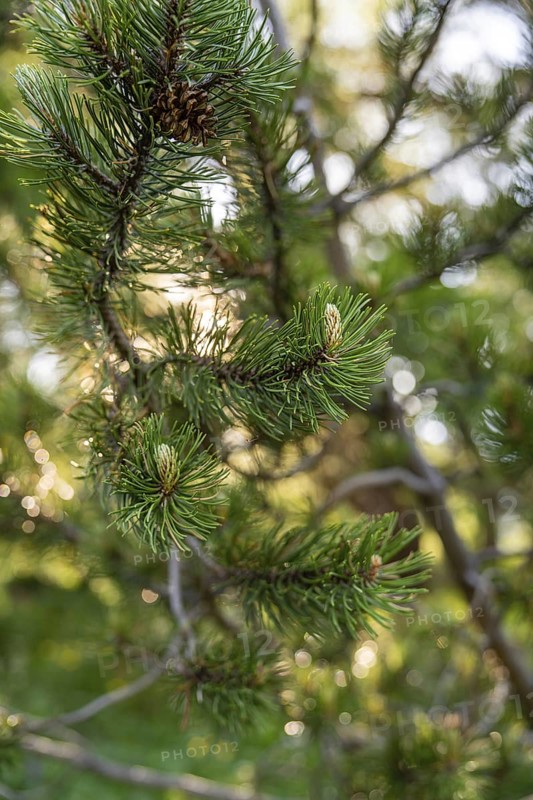 Densely leafy branch in bright sunlight, surrounded by natural bokeh, hike to the Schlehrn, Alpe di Siusi, Dolomites, South Tyrol, Italy