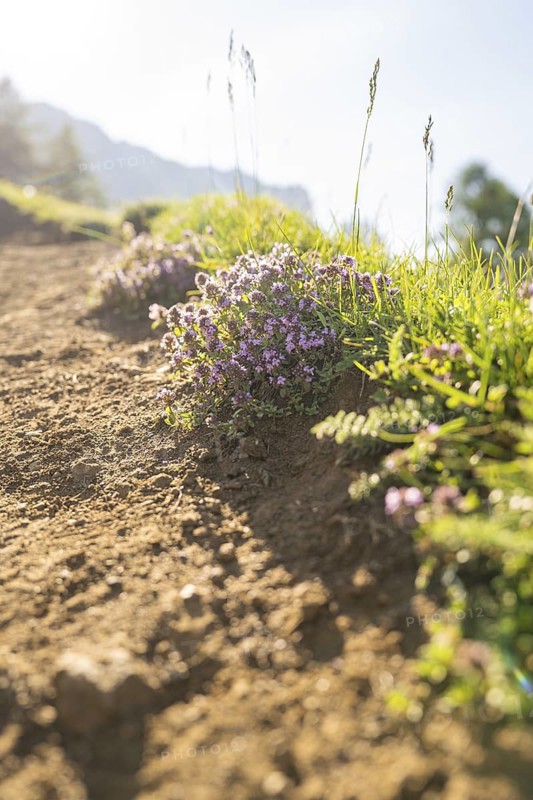 Blooming flowers along a shady gravel path, hike to the Schlehrn, Alpe di Siusi, Dolomites, South Tyrol, Italy