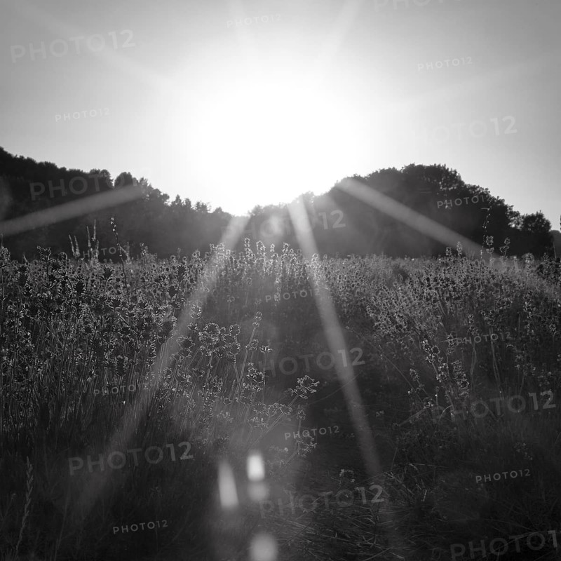 Sunlit lavender flowers at sunset, sunbeams, light reflections, monochrome, lavender fields Fromhausen, Detmold, East Westphalia-Lippe, Teutoburg Forest, North Rhine-Westphalia, Germany