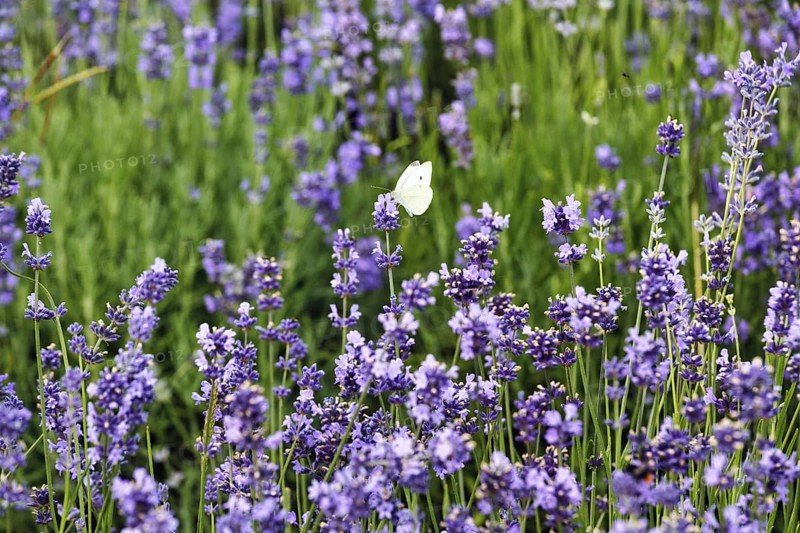 Lavender blossom, Cabbage butterfly (Pieris brassicae), Fromhausen lavender fields, Detmold, East Westphalia-Lippe, North Rhine-Westphalia, Germany