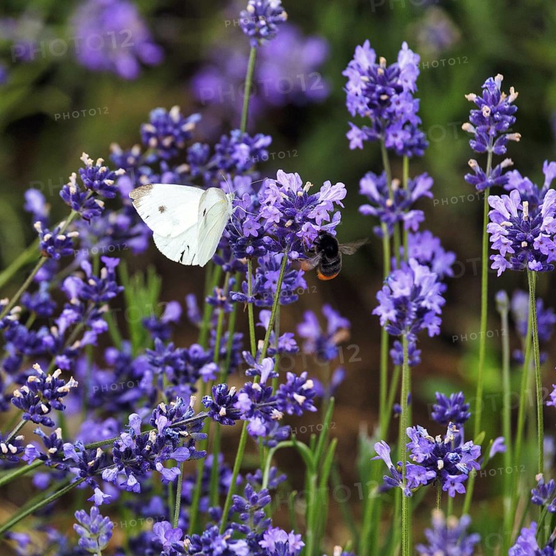 Lavender blossom, Cabbage butterfly (Pieris brassicae), Fromhausen lavender fields, Detmold, East Westphalia-Lippe, Teutoburg Forest, North Rhine-Westphalia, Germany
