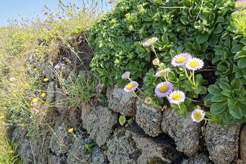 Wallflowers, flowering plants on a stone wall by the roadside at Land's End. Land's End, the tip of the headland in the west of Cornwall, is the most westerly point in England. Land's End, Sennen, Penzance, Cornwall, South West England, Great Britain