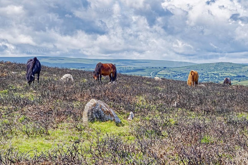 Horses in the grassland around the Top Tor rock hill in Dartmoor National Park in the British county of Devon. Widecombe-in-the-Moor, Bovey Tracey, Devon, South England, Great Britain