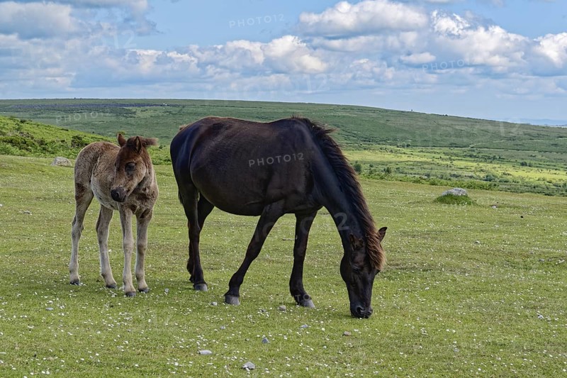 Horses and foals at Haytor Dawn in Dartmoor National Park. Bovey Tracey, Devon, South England, Great Britain