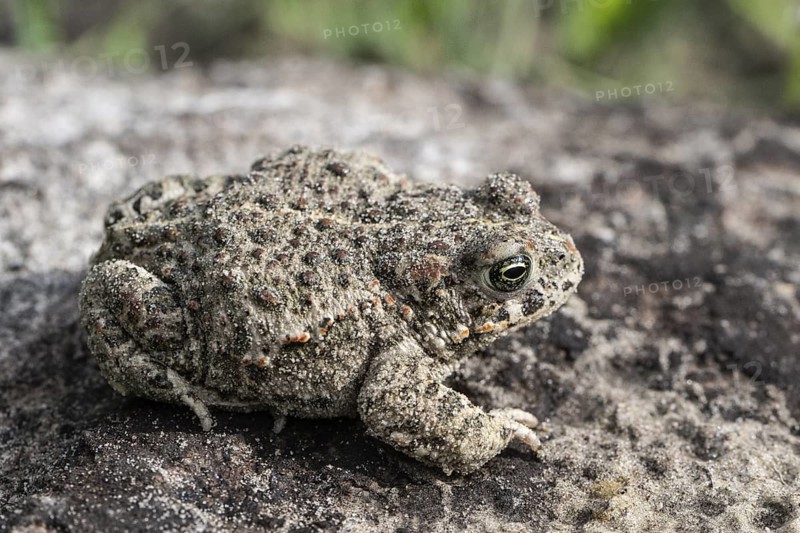 Natterjack toad (Epidalea calamita), Emsland, Lower Saxony, Germany