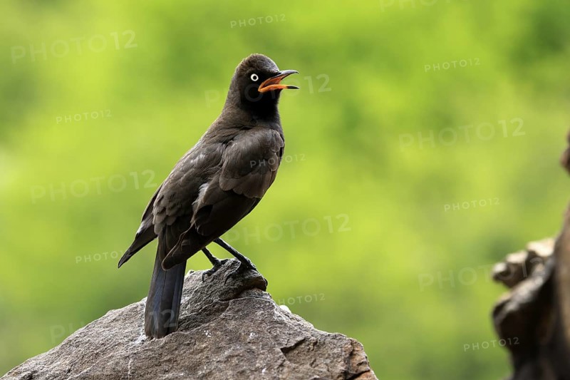 Bicoloured Glossy Starling (Lamprotornis bicolor), adult, on rocks, calling, alert, Mountain Zebra National Park, Eastern Cape, South Africa