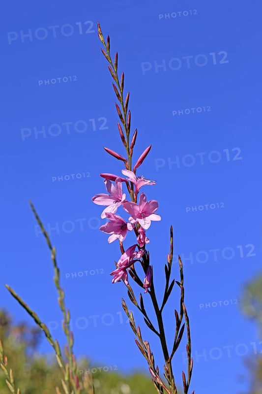 Watsonia borbonica, Cape horn lily, flower, flowering, Kirstenbosch Botanical Gardens, Cape Town, South Africa