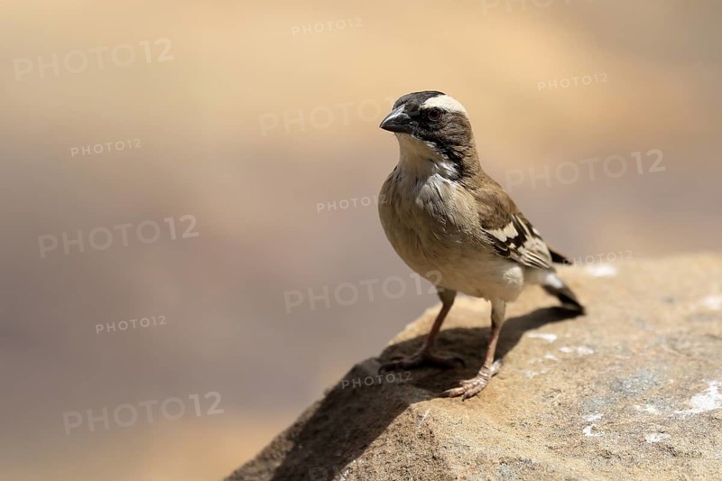 White-browed Weaver (Plocepasser mahali), adult male, on the ground, alert, Mountain Zebra National Park, Eastern Cape, South Africa