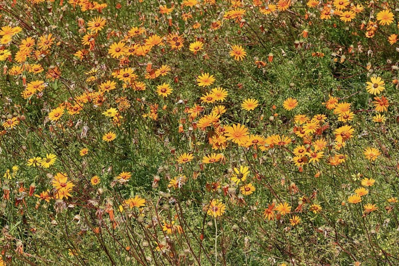 Ursinia calenduliflora, flower, flowering, Kirstenbosch Botanic Gardens, Cape Town, South Africa