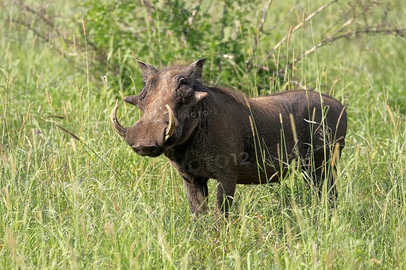 Warthog (Phacochoerus africanus), adult, male, foraging, alert, Kruger, Kruger National Park, South Africa