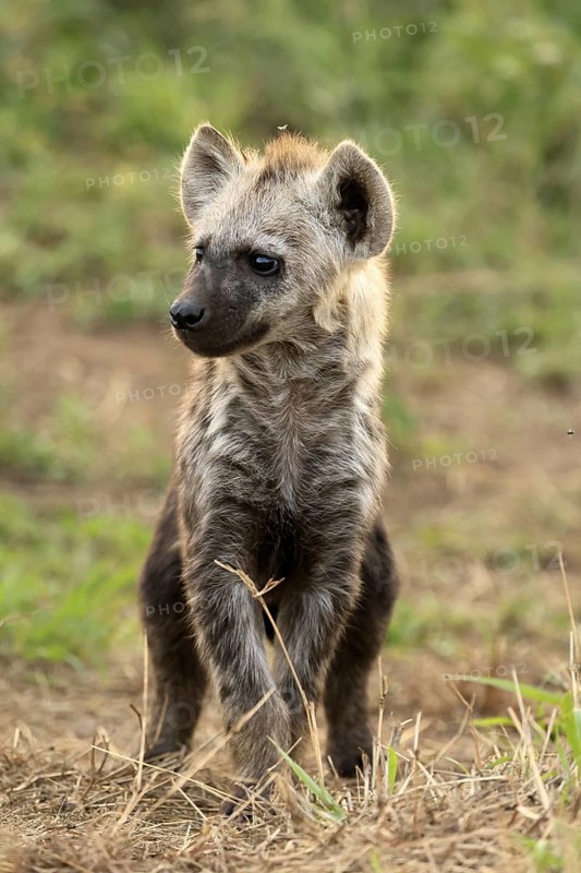 Spotted hyena (Crocuta crocuta), spotted hyena, young animal, alert, curious, Kruger, Kruger National Park, South Africa