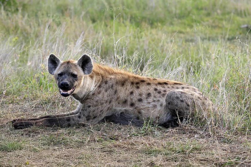 Spotted hyena (Crocuta crocuta), spotted hyena, adult, alert, lying, Kruger, Kruger National Park, South Africa
