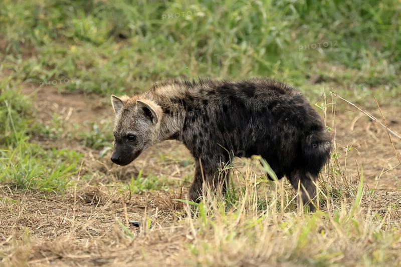 Spotted hyena (Crocuta crocuta), spotted hyena, young animal, alert, curious, Kruger, Kruger National Park, South Africa