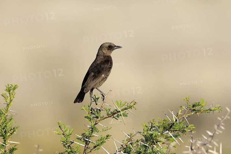 Termite Chat (Myrmecocichla formicivora), adult, on wait, on tree, alert, Mountain Zebra National Park, Eastern Cape, South Africa