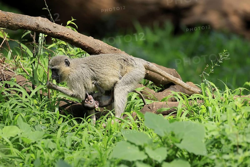 Vervet Monkey (Chlorocebus pygerythrus), mother, female, adult, kitten, baby, together, sheltered, foraging, Kruger, Kruger National Park, South Africa