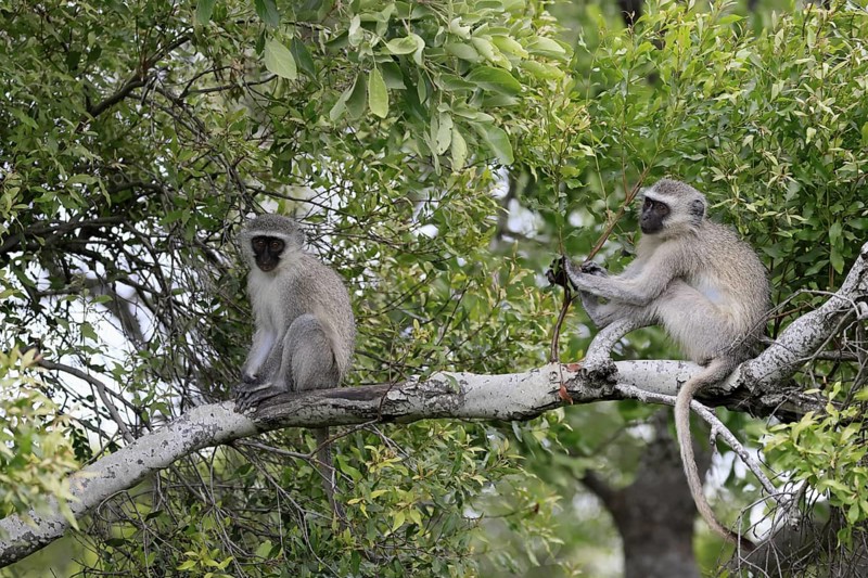 Vervet Monkey (Chlorocebus pygerythrus), adult, sitting, two, tree trunk, Kruger, Kruger National Park, South Africa