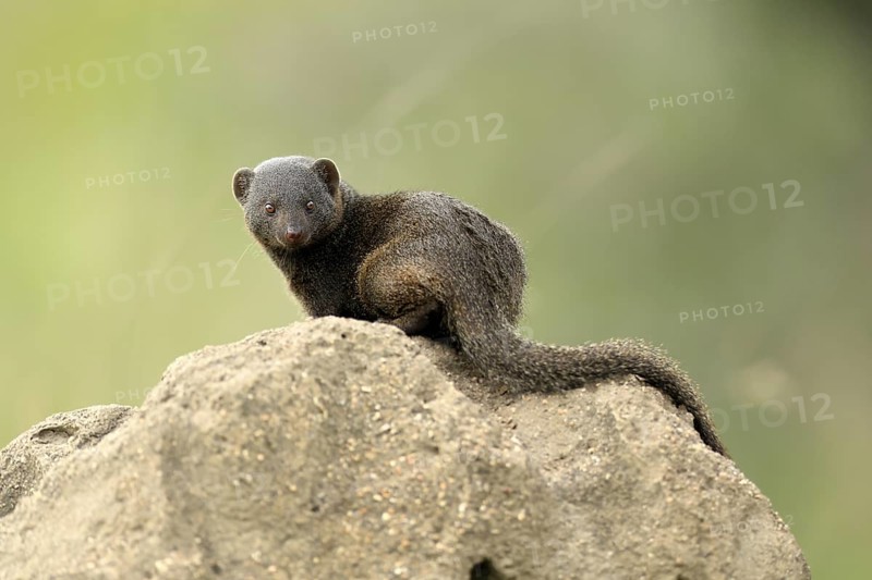 Dwarf mongoose (Helogale parvula), adult, termite mound, burrow, alert, Kruger, Kruger National Park, South Africa