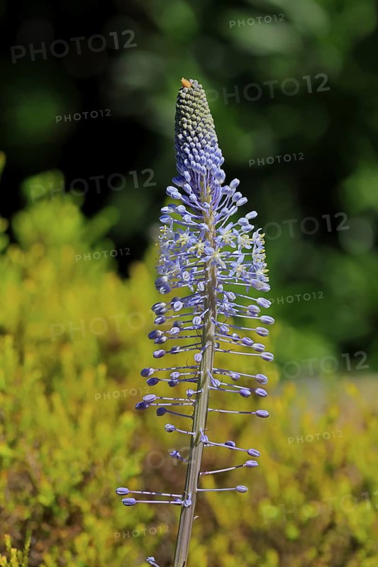 Blue mountain lily, Merwilla plumbea, flower, flowering, Kirstenbosch Botanical Gardens, Cape Town, South Africa