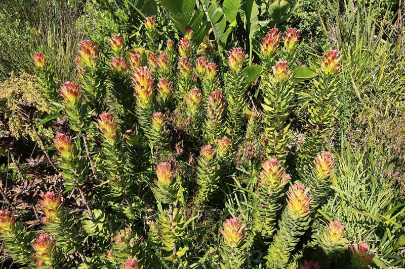 Mimetes cucullatus, flower, flowering, shrub, Kirstenbosch Botanical Gardens, Cape Town, South Africa