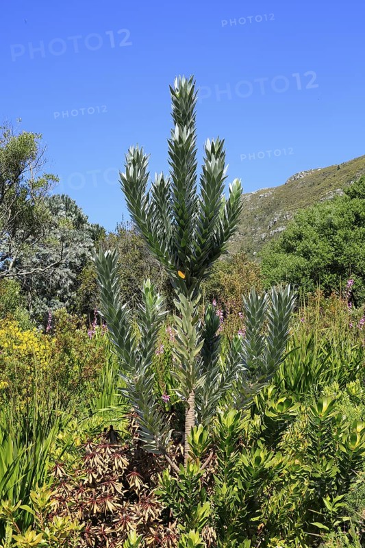 Silver tree (Leucadendron argenteum), flowering, flowers, Kirstenbosch Botanical Gardens, Cape Town, South Africa