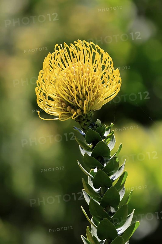 Pincushion protea (Leucospermum cordifolium), flower, in bloom, Kirstenbosch Botanical Gardens, Cape Town, South Africa