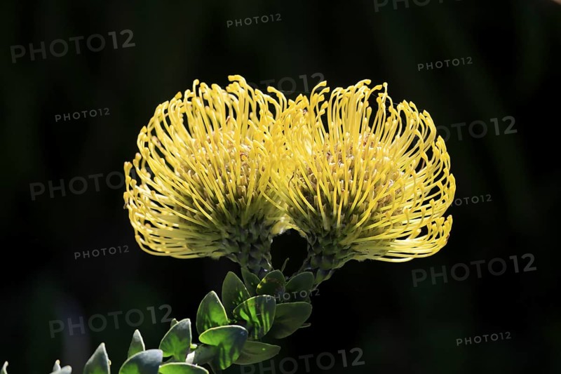 Pincushion protea (Leucospermum cordifolium), flower, in bloom, Kirstenbosch Botanical Gardens, Cape Town, South Africa
