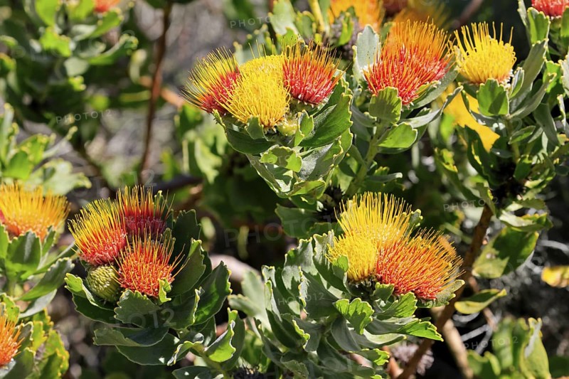 Pincushion protea (Leucospermum oleifolium), flower, in bloom, Kirstenbosch Botanical Gardens, Cape Town, South Africa