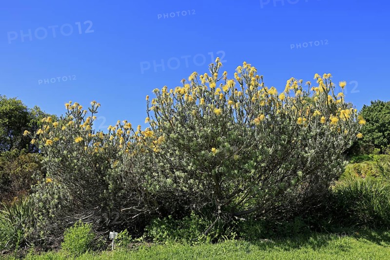 Pincushion protea (Leucospermum reflexum var. luteum), rocket pincushion, flower, flowering, Kirstenbosch Botanical Gardens, Cape Town, South Africa