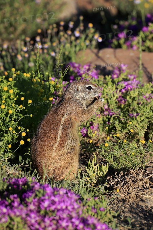 Cape bristle-thighed squirrel (Xerus inauris), adult, alert, standing upright, feeding, flower meadow, Mountain Zebra National Park, Eastern Cape, South Africa