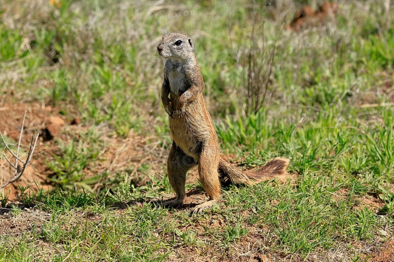 Cape bristle-necked squirrel (Xerus inauris), adult, alert, standing upright, foraging, Mountain Zebra National Park, Eastern Cape, South Africa