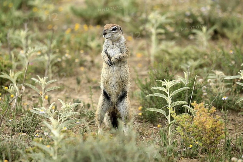Cape bristle-necked squirrel (Xerus inauris), adult, alert, standing upright, Mountain Zebra National Park, Eastern Cape, South Africa