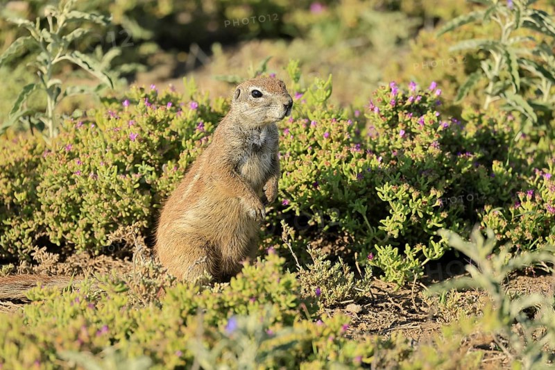 Cape bristle-thighed squirrel (Xerus inauris), adult, alert, standing upright, flowering meadow, Mountain Zebra National Park, Eastern Cape, South Africa
