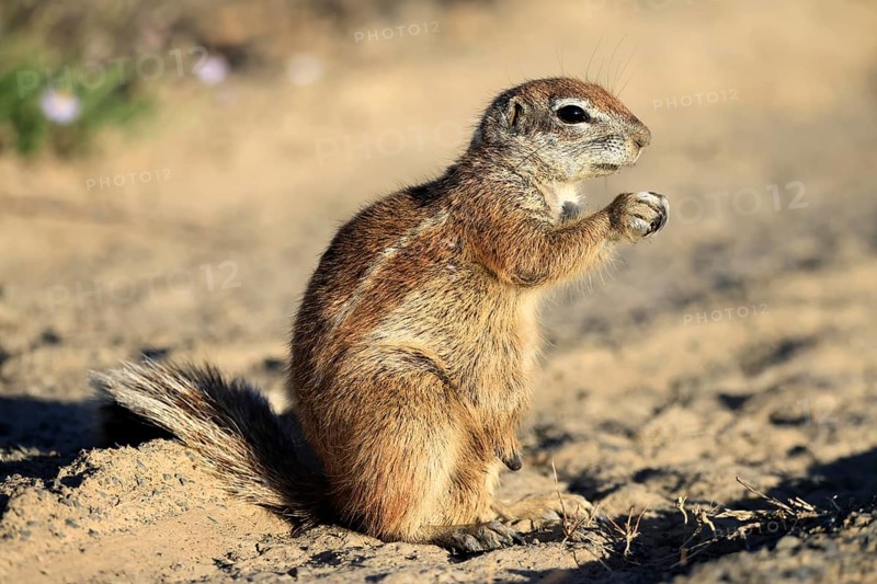 Cape bristle-thighed squirrel (Xerus inauris), adult, standing upright, feeding, Mountain Zebra National Park, Eastern Cape, South Africa