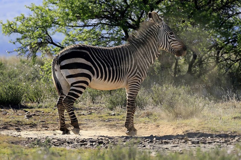 Cape Mountain Zebra (Equus zebra zebra), adult, after sand bath, Mountain Zebra National Park, Eastern Cape, South Africa