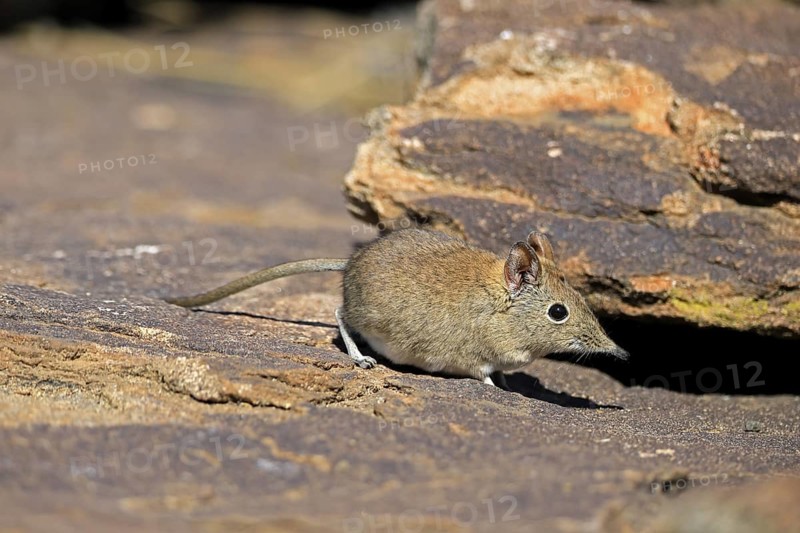 Short-eared elephant shrew (Macroscelides probosideus), adult, foraging, Mountain Zebra National Park, Eastern Cape, South Africa