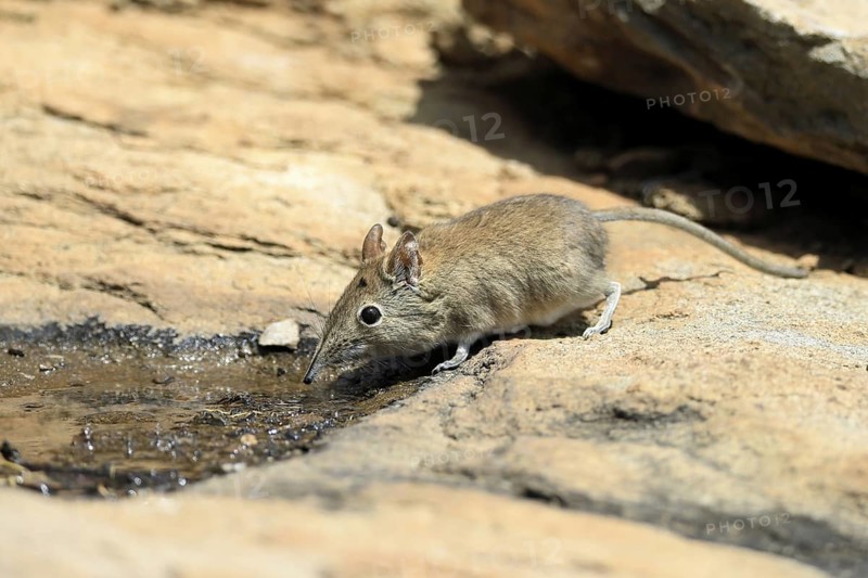 Short-eared elephant shrew (Macroscelides probosideus), adult, at the water, drinking, Mountain Zebra National Park, Eastern Cape, South Africa