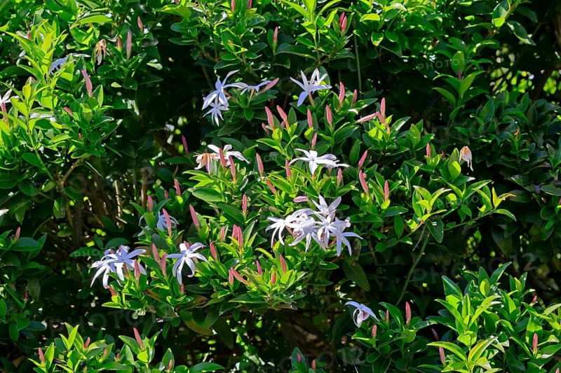 African jasmine (Jasminum multipartitum), flower, in bloom, Kirstenbosch Botanical Gardens, Cape Town, South Africa