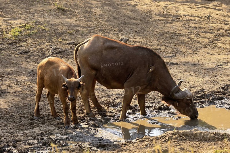 Cape buffalo (Syncerus caffer), adult, female, juvenile, drinking, water, Kruger, Kruger National Park, South Africa
